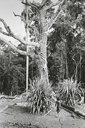 Loinclothed hobby; Obrzek dne - the picture od the day - awa rel - Nueva Vizcaya, Ilongot (Bugkalot) Tribe. Photo by Pierre Wayser, 1978 Philippines, Luzon